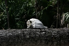 Images_Belize_2011_156