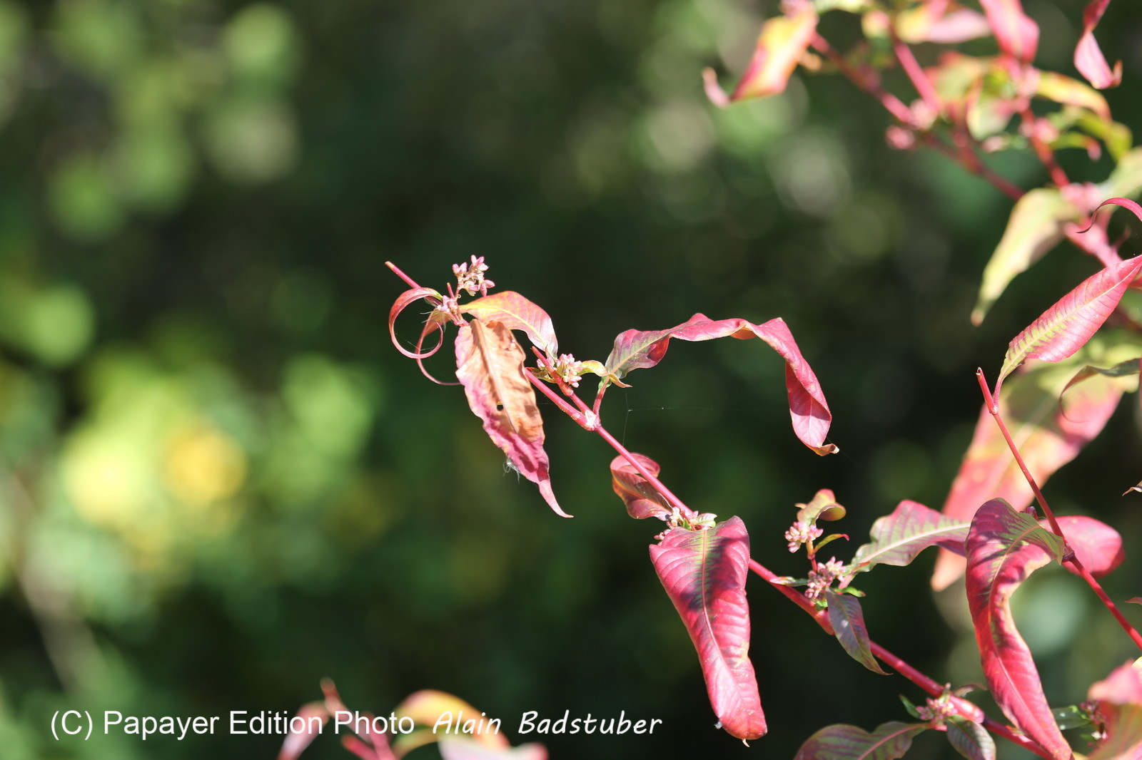 Ile aux oiseaux à Vaumarcus