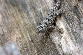 Images_Belize_2011_155