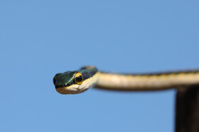 Serpents du Belize, Parrot snake, Leptophis mexicanus