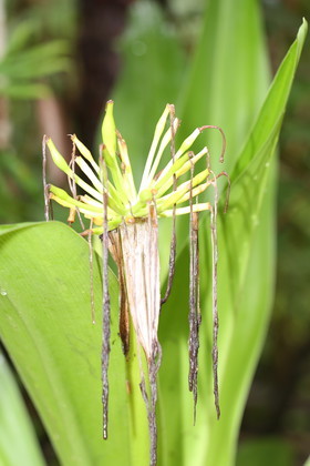 L'Australie à Cow Bay et Cape Tribulation en 2017