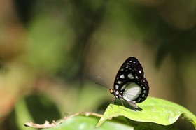 Papillons à Cape Tribulation