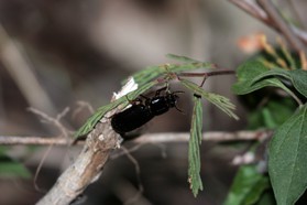 Images_Belize_2011_320