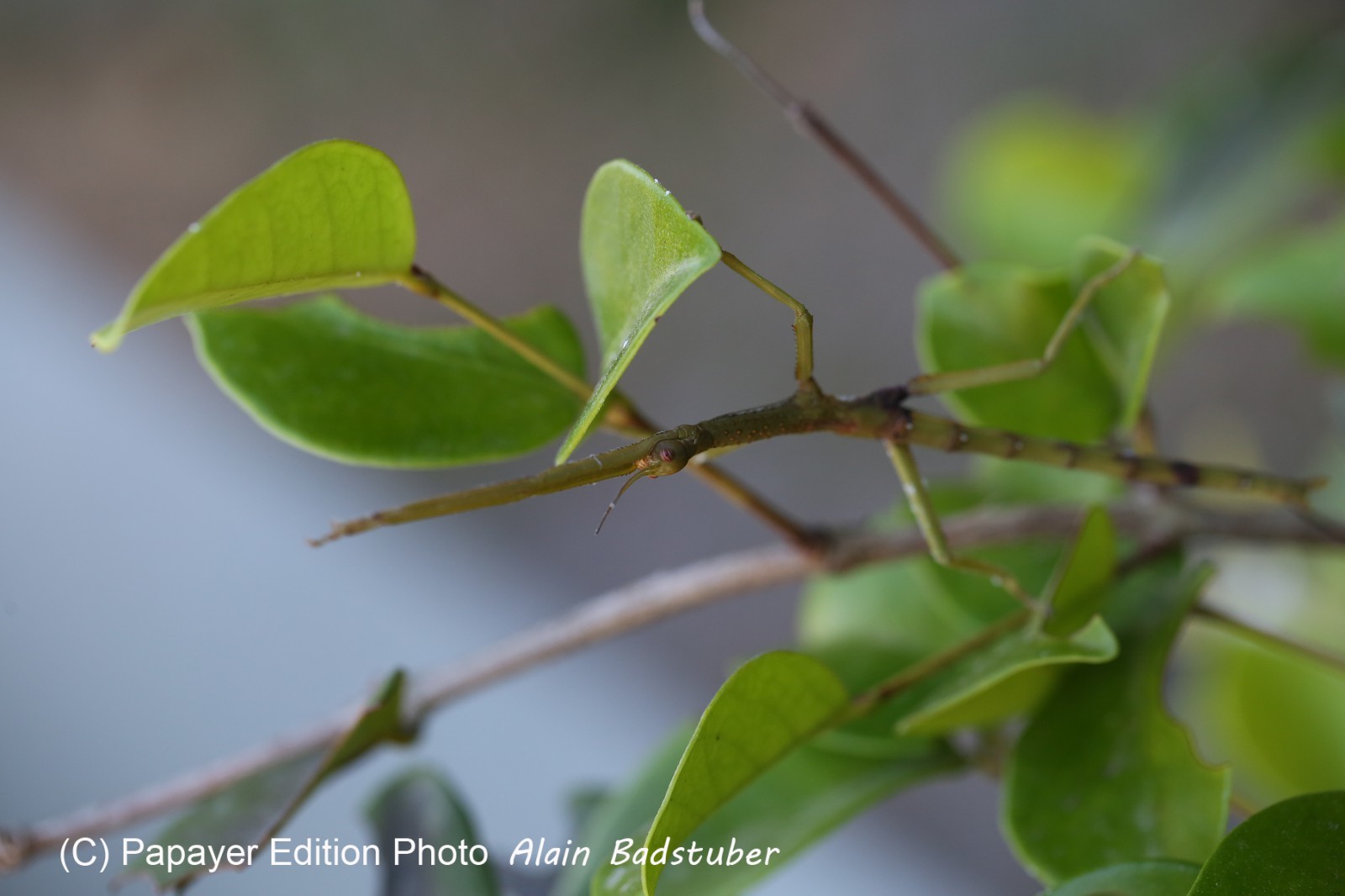 Phasmes à Cape Tribulation