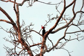 Images_Belize_2011_363