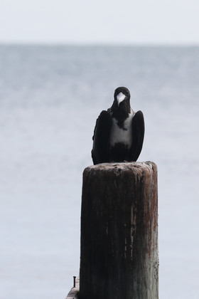 Hopkins, Octobre-Novembre 2021