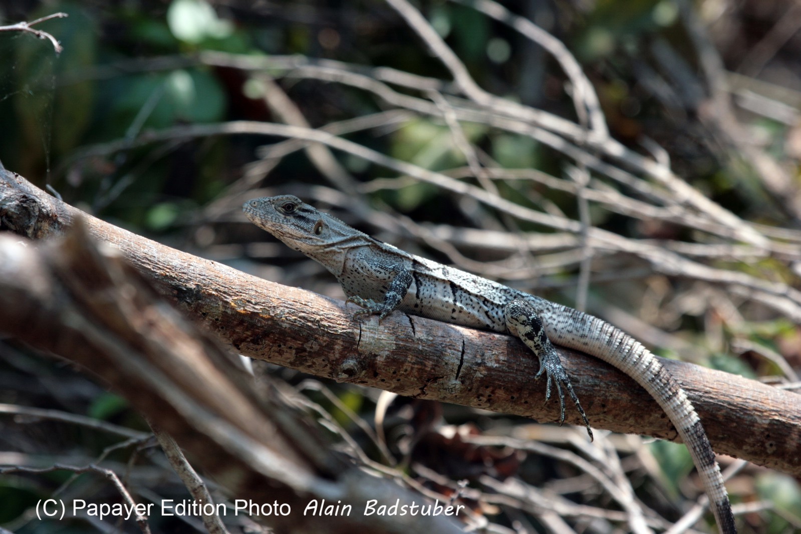Images_Belize_2011_397