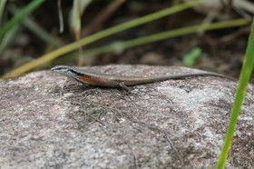 L'Australie à Cow Bay et Cape Tribulation en 2017