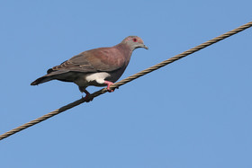 Hopkins, Octobre-Novembre 2021