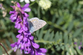 Ballade aux Follatères en mai 2018