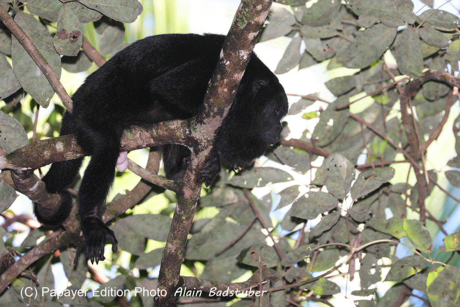 Singes hurleurs à Punta Gorda, Bélize