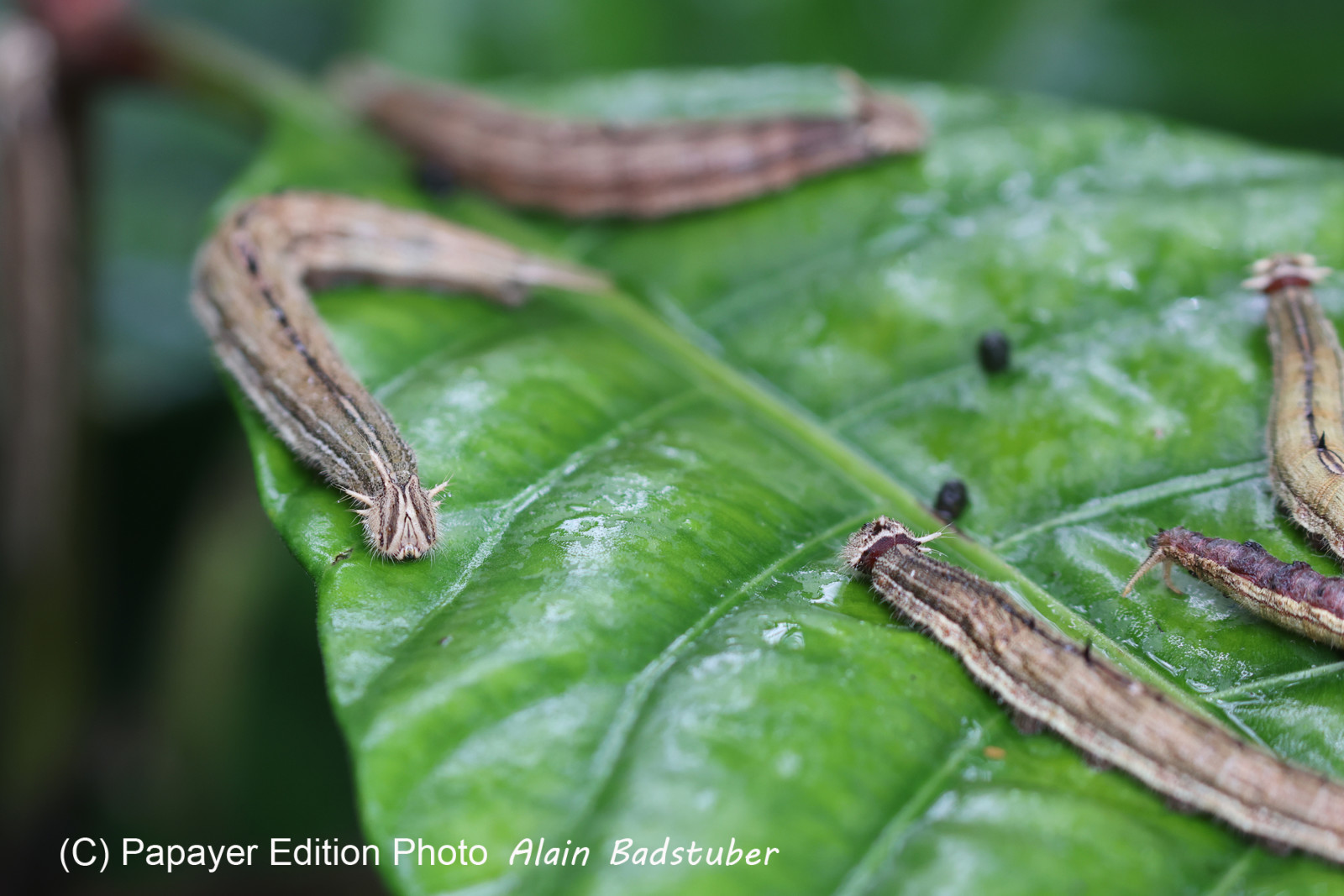 Punta Culebra Nature Center