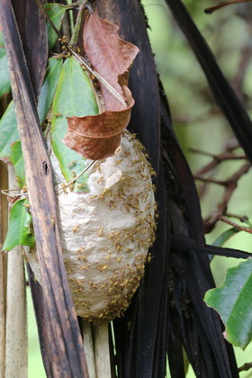 L'Australie à Cow Bay et Cape Tribulation en 2017