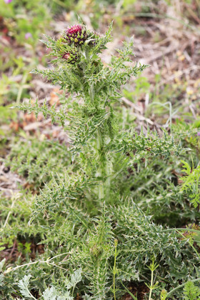 Chardon pas encore déterminé...