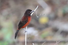 Punta Culebra Nature Center