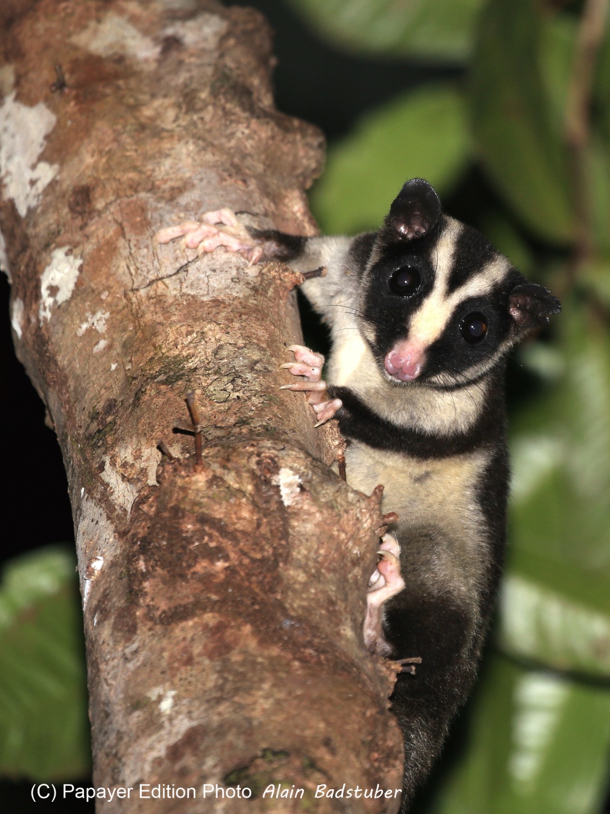 Mammifères à Cape Tribulation