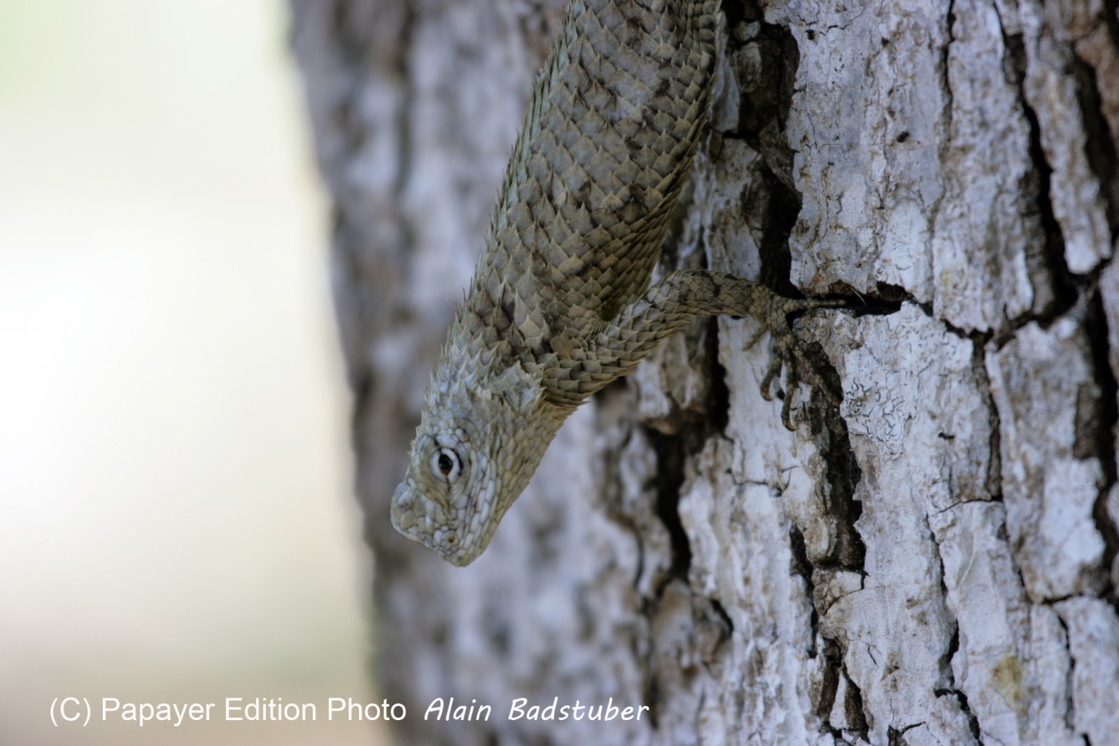Images_Belize_2011_256