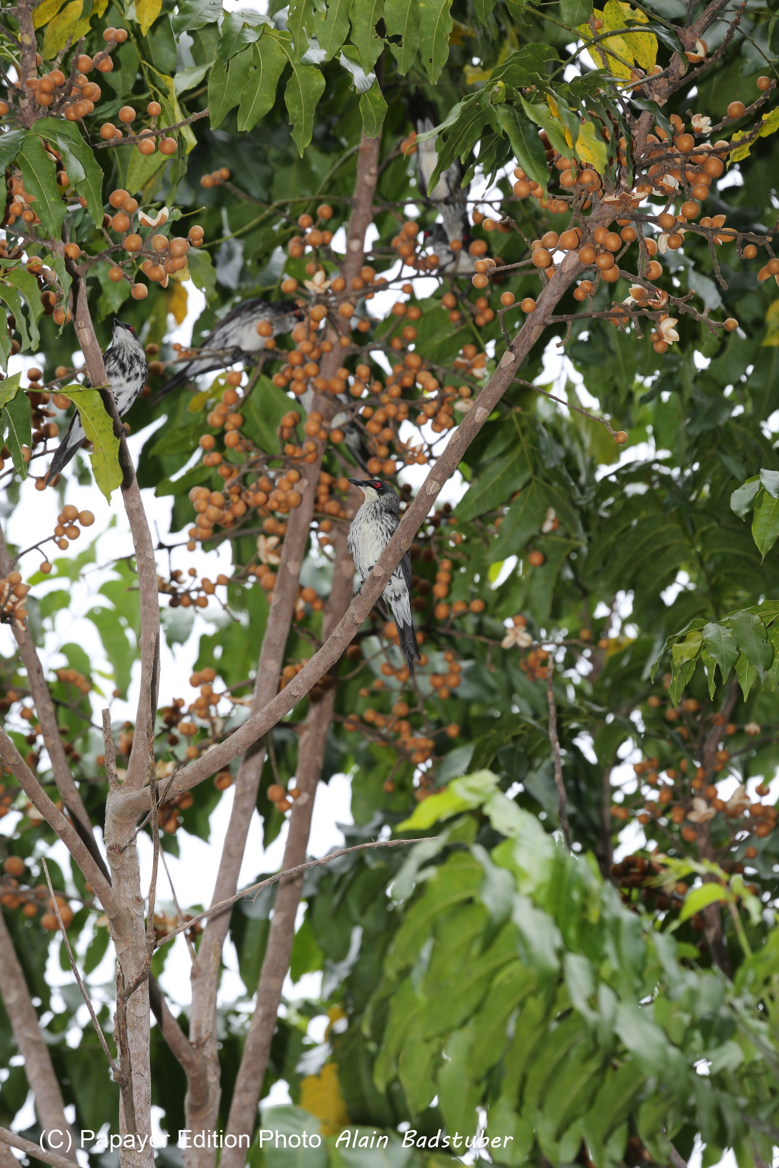 L'Australie à Cow Bay et Cape Tribulation en 2017