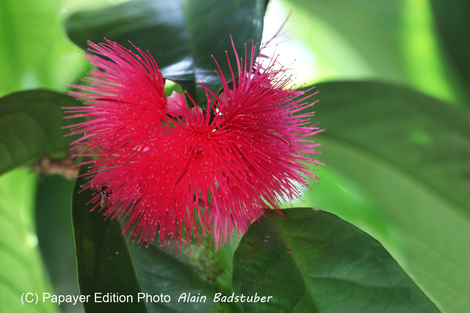Végétaux et Champignons