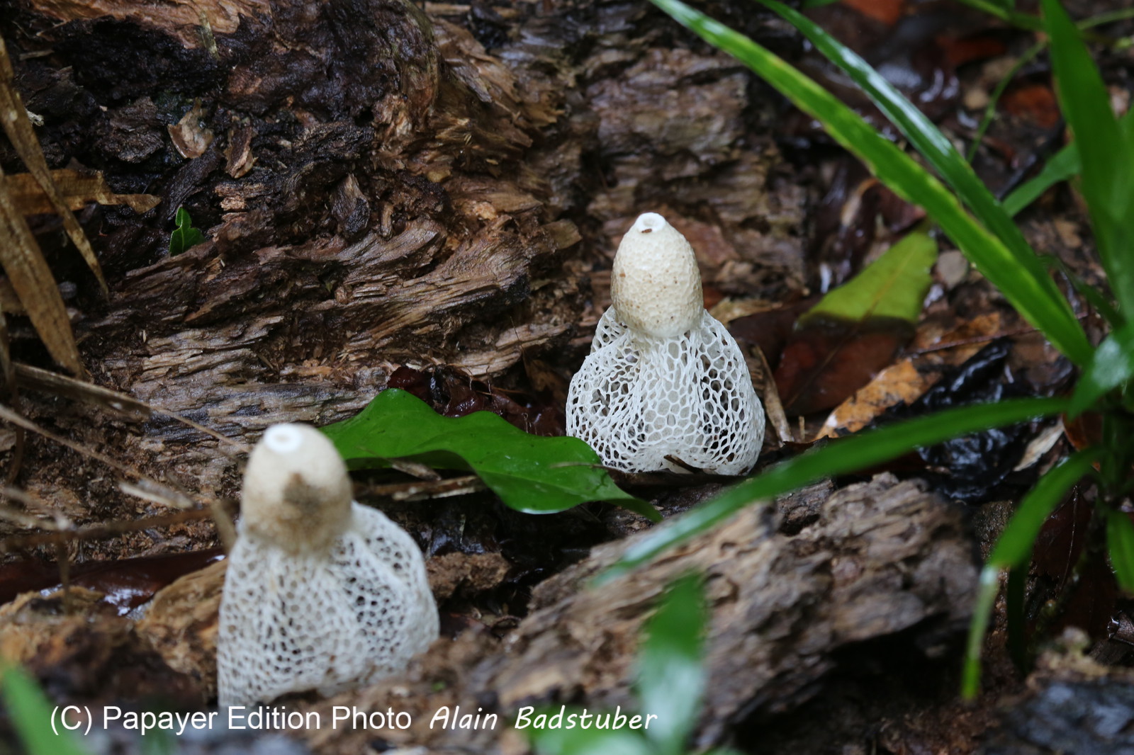 L'Australie à Cow Bay et Cape Tribulation en 2017