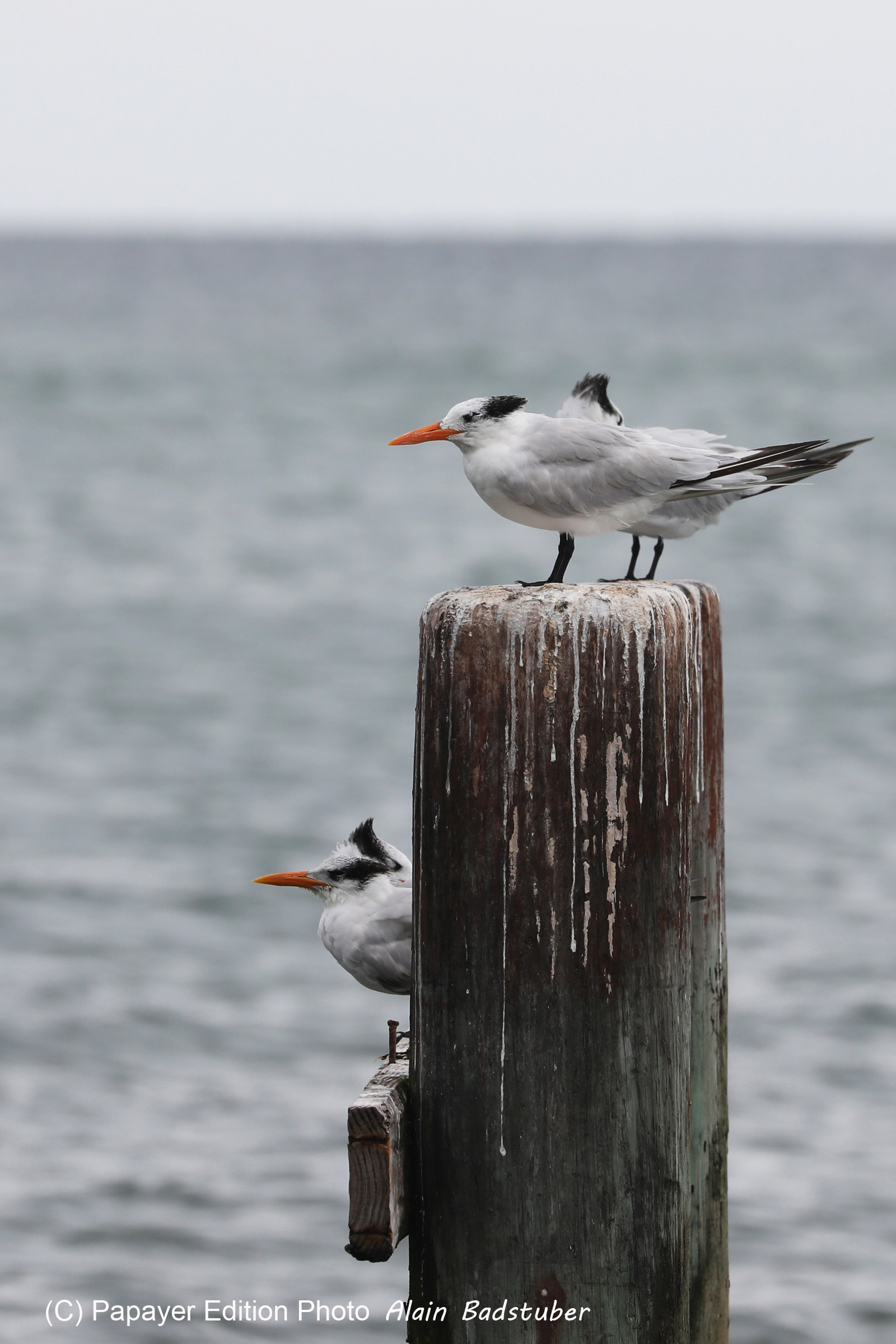 Hopkins, Octobre-Novembre 2021