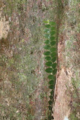 L'Australie à Cow Bay et Cape Tribulation en 2017