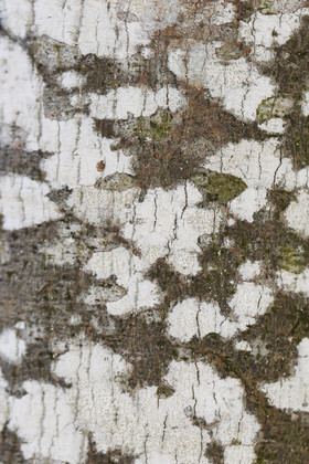 Végétaux et Champignons