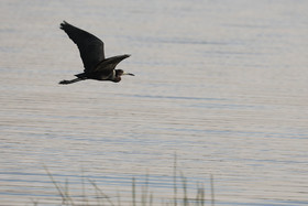 Premier séjour à Crooked Tree , au Bélize en octobre 2021