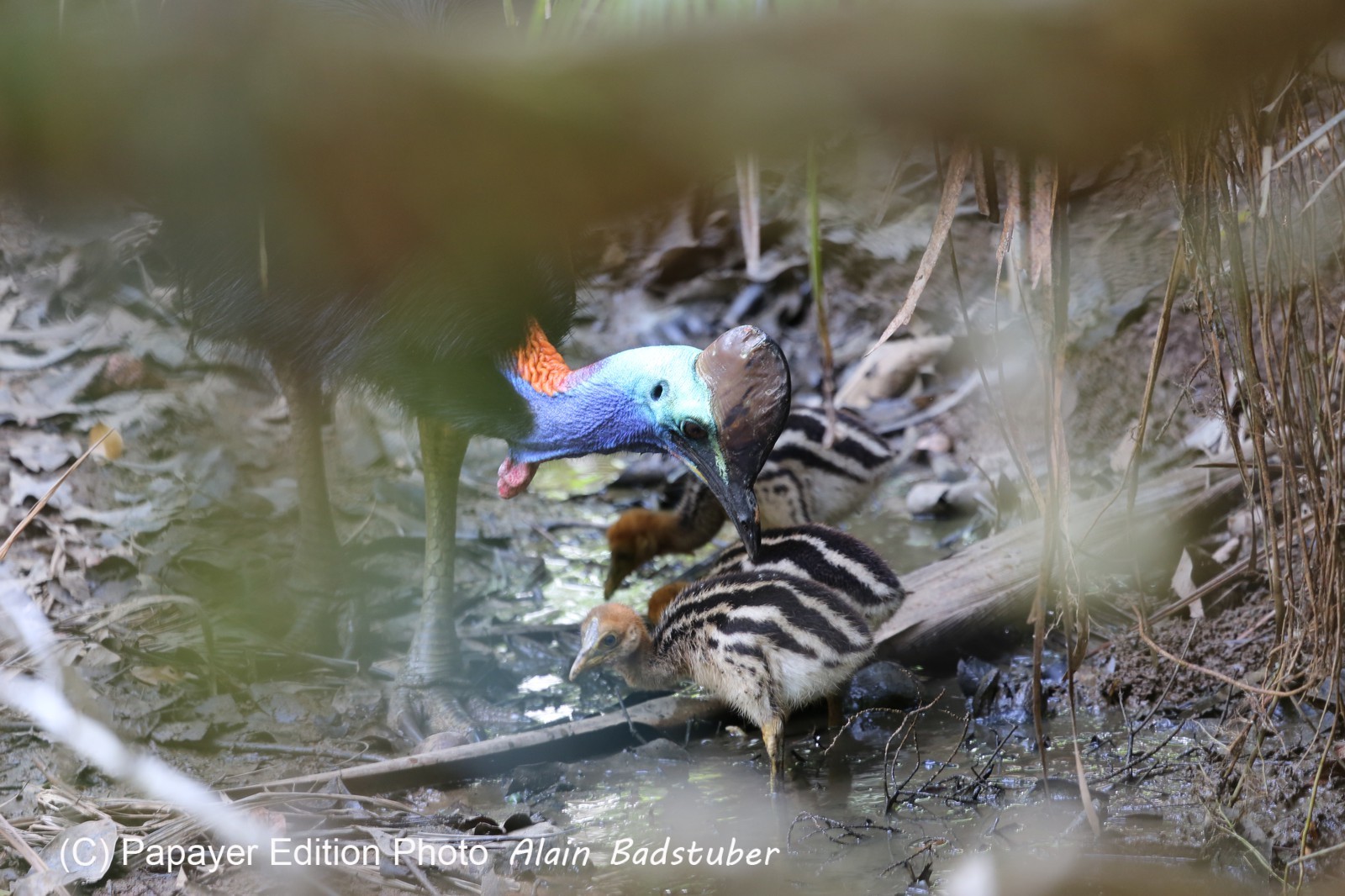Oiseaux à Cape Tribulation