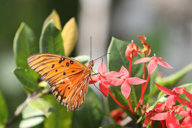 Premier séjour à Crooked Tree , au Bélize en octobre 2021
