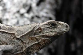 Images_Belize_2011_164