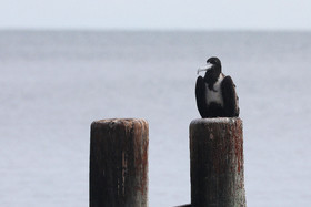 Hopkins, Octobre-Novembre 2021