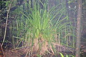 L'Australie à Cow Bay et Cape Tribulation en 2017