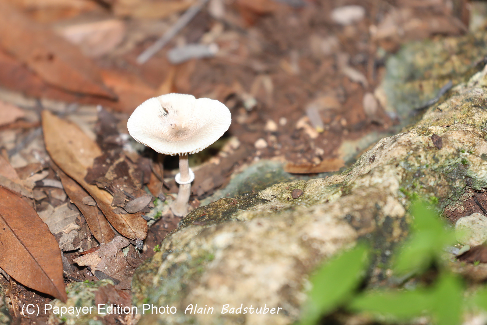 Végétaux et Champignons