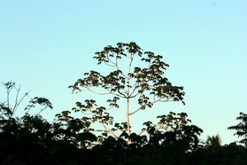 Images_Belize_2011_350