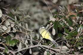 Premier séjour à Crooked Tree , au Bélize en octobre 2021