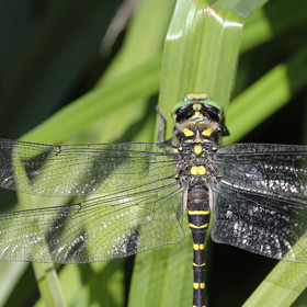 cordulegaster-boltonii_2.jpg