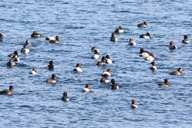 Faune et Flore de Suisse, 2022, Vaumarcus, Fuligules milouins et morillons