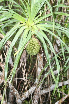L'Australie à Cow Bay et Cape Tribulation en 2017