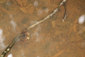 L'Australie à Cow Bay et Cape Tribulation en 2017