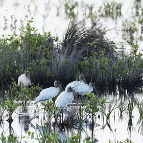 Hopkins, Octobre-Novembre 2021