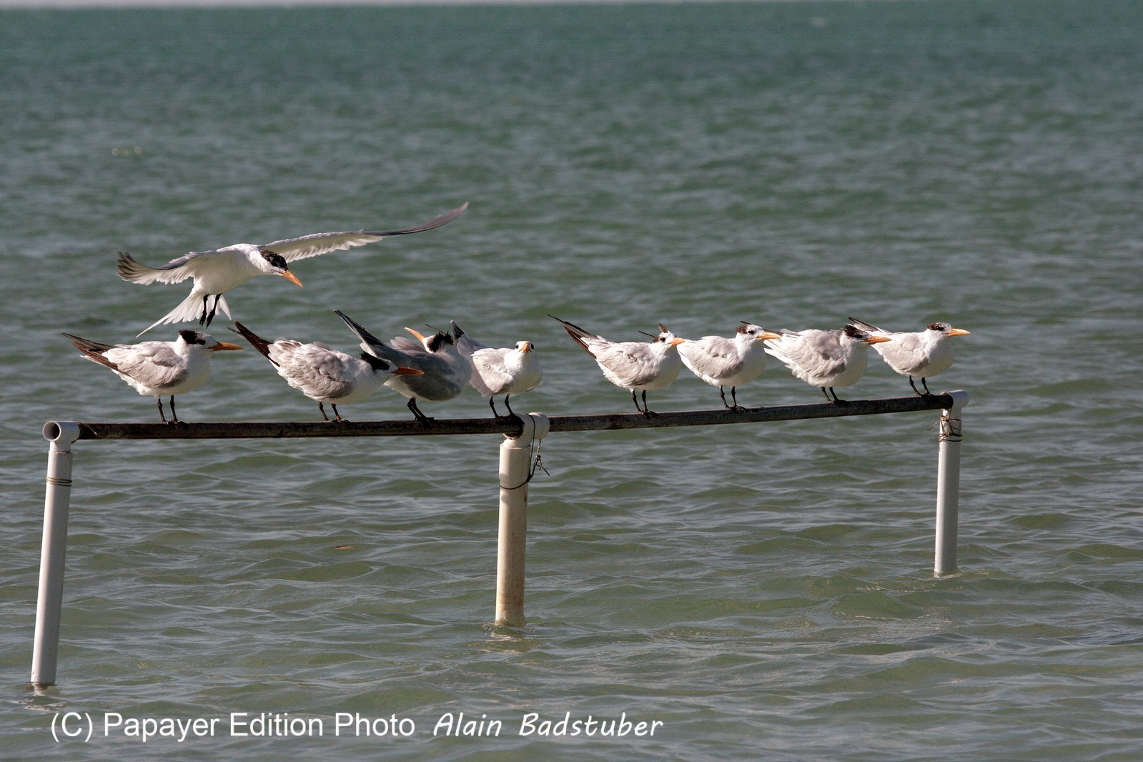 Images_Belize_2011_373