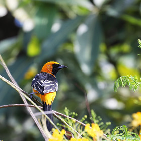 Premier séjour à Crooked Tree , au Bélize en octobre 2021
