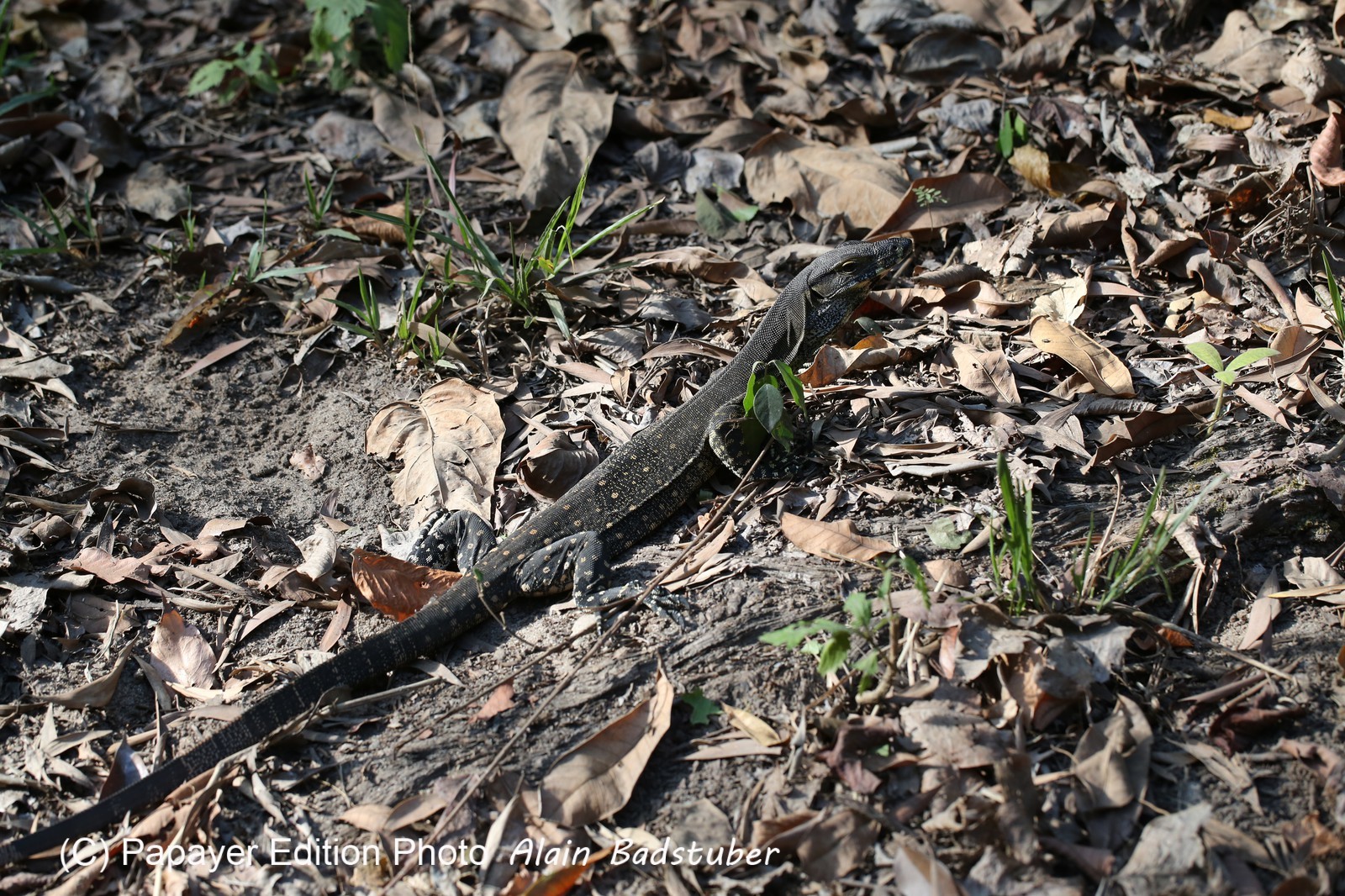 Lace Monitor, Varanus varius