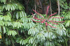 L'Australie à Cow Bay et Cape Tribulation en 2017