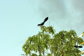 Images_Belize_2011_362