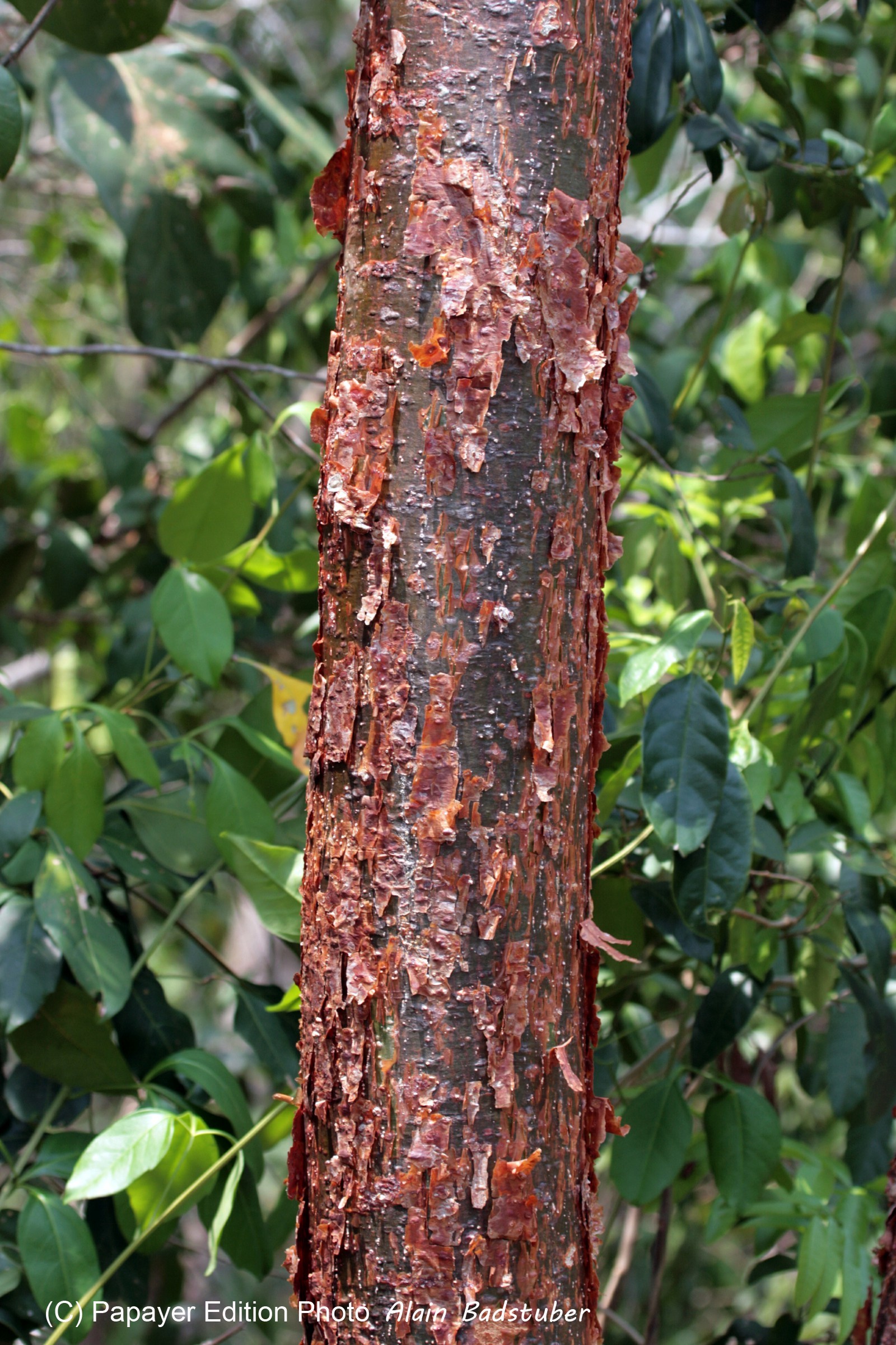 Images_Belize_2011_394