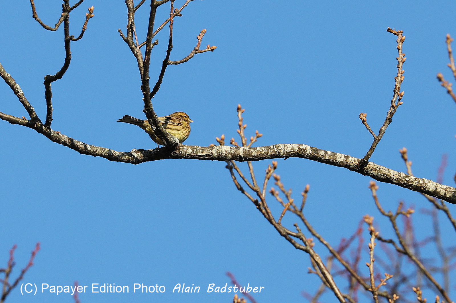 Faune et Flore de Suisse, 2022