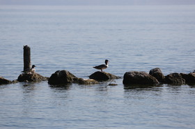Ile aux oiseaux à Vaumarcus