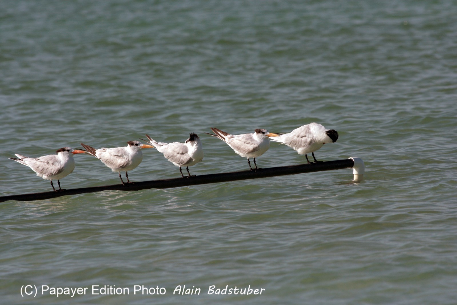Images_Belize_2011_380